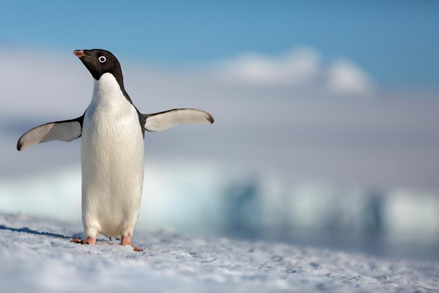 “It’s always about making a great story.” – Producer Roy Conli | Disneynature PENGUINS: Interview